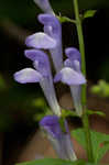 Showy skullcap